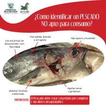 Recomendaciones para el consumo del pescado