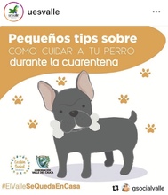 Tips para cuidar tu mascota en cuarentena