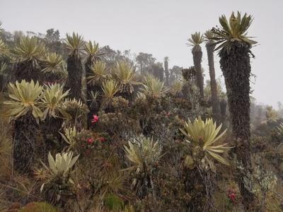 Gobernadora del Valle del Cauca apoyó  declaración de más de 30 mil hectáreas de áreas protegidas